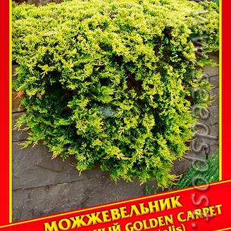 Можжевельник Горизонтальный «Golden Carpet», 5 шт.