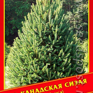 Ель Канадская/Сизая, 10 шт.