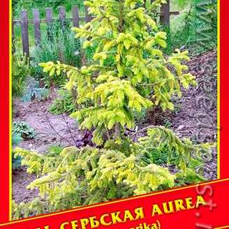 Ель Сербская «Aurea», 10 шт.