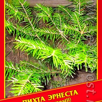 Пихта Эрнеста, 3 шт.