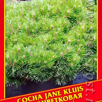 Сосна Густоцветковая «Jane Kluis», 5 шт.