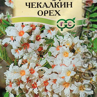 Ксантоцерас Чекалкин орех, 3 шт.