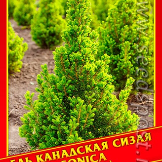 Ель Канадская/Сизая «Conica», 10 шт.