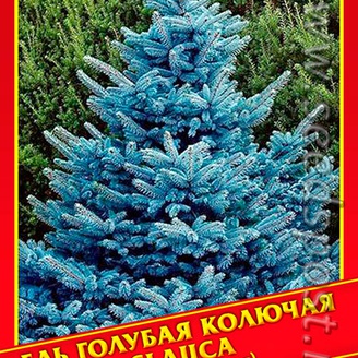 Ель Голубая/Колючая «Glauca», 10 шт.