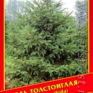 Ель Толстоиглая, 10 шт.