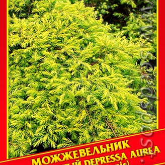 Можжевельник Обыкновенный «Depressa Aurea», 5 шт. 