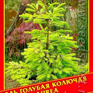 Ель Голубая/Колючая «Aurea», 10 шт. 