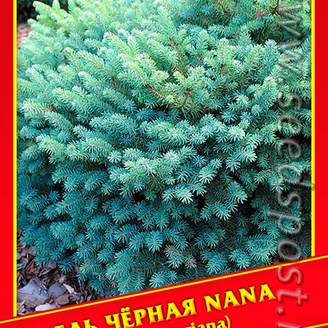 Ель Черная «Nana», 10 шт.