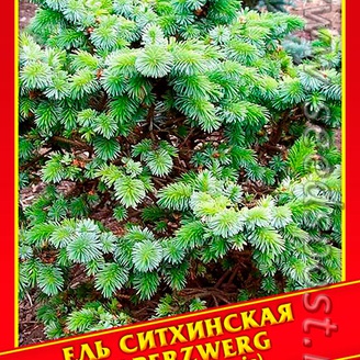 Ель Ситхинская «Silberzwerg», 10 шт.