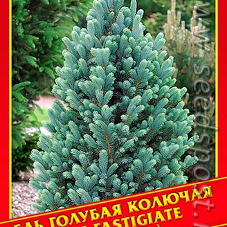 Ель Голубая/Колючая «Iseli Fastigiate», 10 шт.