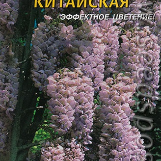 Глициния Китайская, 2 шт.