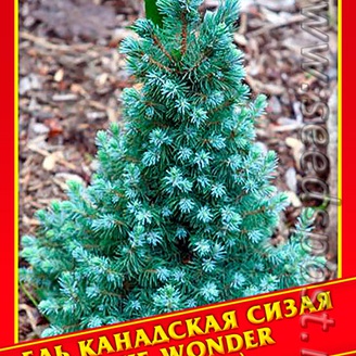 Ель Канадская/Сизая «Blue Wonder», 10 шт.