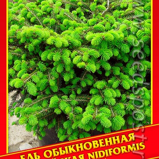 Ель Обыкновенная/Европейская «Nidiformis», 10 шт.