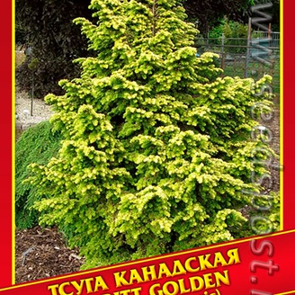 Тсуга Канадская «Everitt Golden», 10 шт.