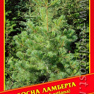 Сосна Ламберта/Сахарная, 2 шт.
