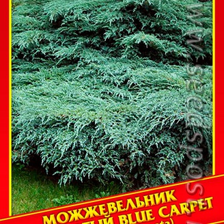 Можжевельник Чешуйчатый «Blue Carpet», 5 шт.