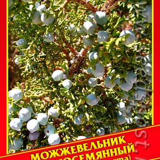 Можжевельник Жесткосемянный, 3 шт.