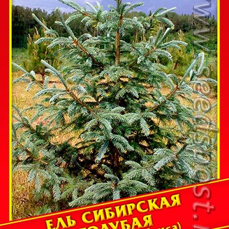Ель Сибирская Голубая, 10 шт.