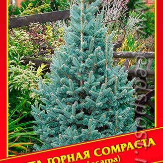 Пихта Горная «Compacta», 5 шт.